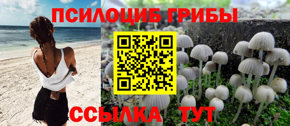 Галлюциногенные грибы Psilocybe Ульяновск